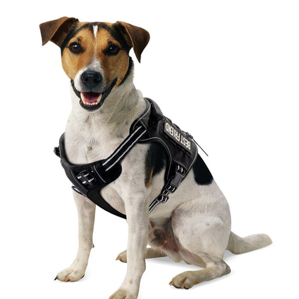 Peitoral Personalizado para Treinamento de Cães