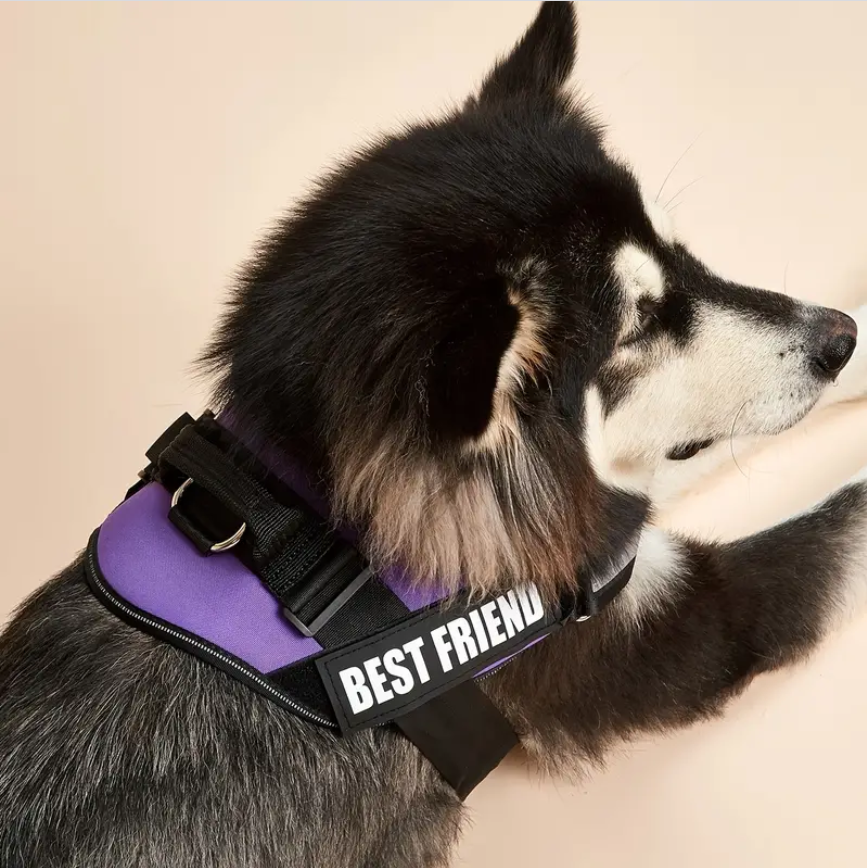 Peitoral Personalizado pra Cachorro - Forte e resistente