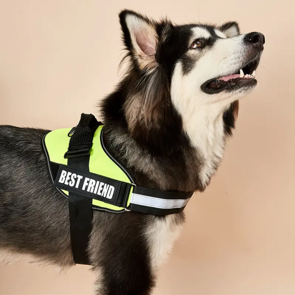 Peitoral Personalizado pra Cachorro - Forte e resistente