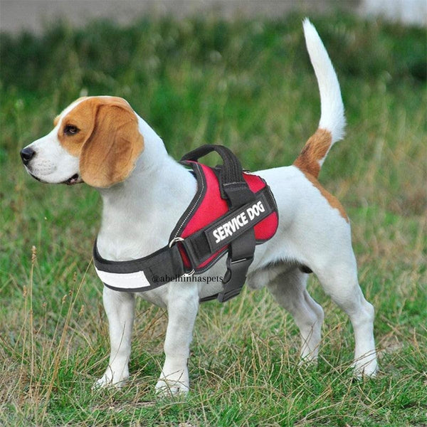 Coleira Peitoral Personalizada Service Dog - Cães de Serviço