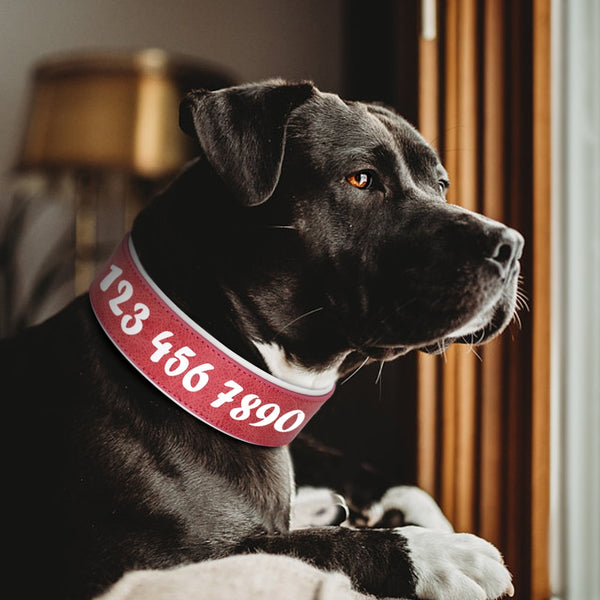 Coleira Personalizada para Cães de Médio, Grande e Gigante Porte | Abelhinhas Pets