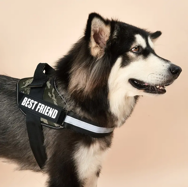 Peitoral Camuflado Personalizado e Reforçado para Cães