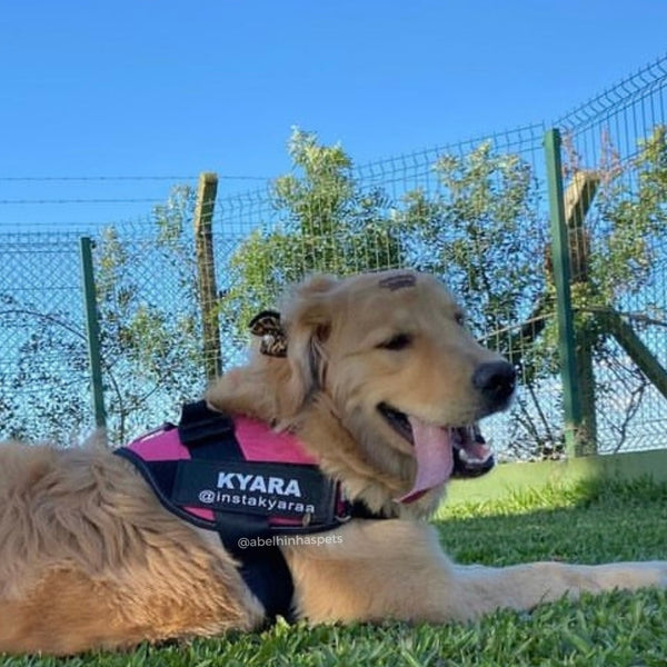 Coleira Peitoral Personalizada com faixa Refletiva para Cães