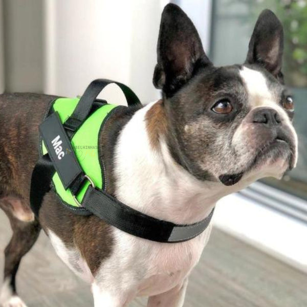 Coleira Peitoral Personalizada com faixa Refletiva para Cães