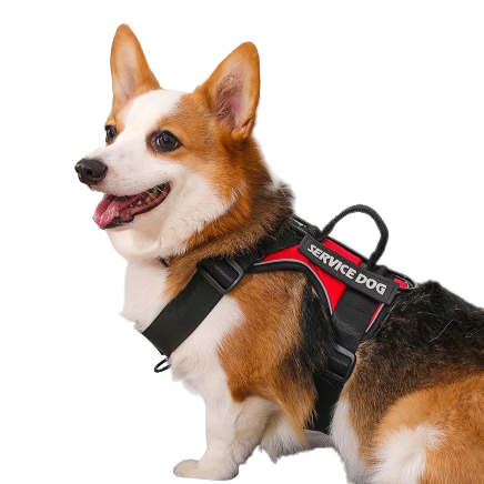 Peitoral pra Cachorro Personalizado Forte e Resistente