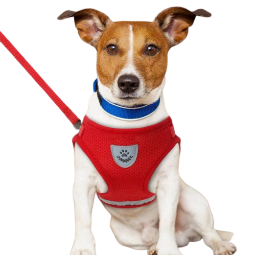 Coleira Peitoral e Guia para Cães e Gatos - Vermelho